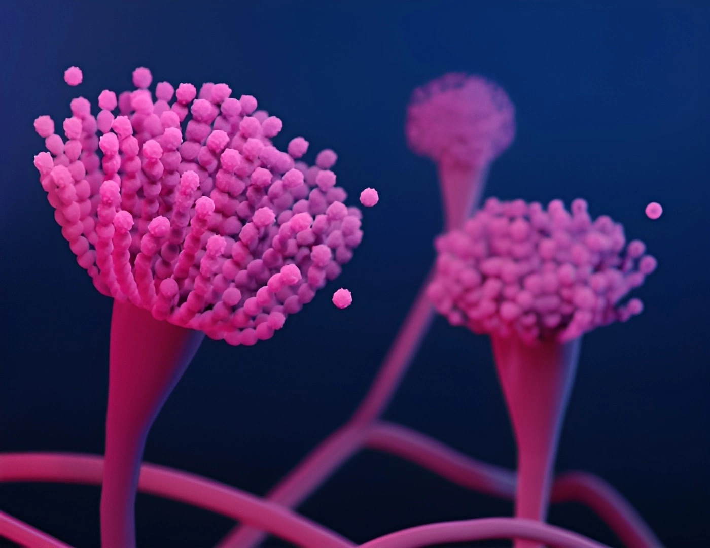 A magnified illustration of Aspergillus mold