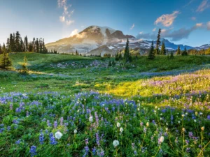 Wildflower-filled alpine meadow in the Pacific Northwest with a snowcapped mountain in the background, symbolizing seasonal weather shifts and regional climate impact.