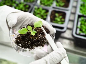 A genetically modified plant in a perty dish; Genetically Modified Plants may be designed to help with indoor air quality but still way too many are needed to do what an air purifier does.