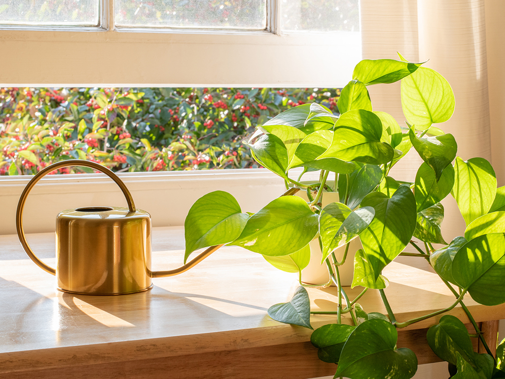  A potted devil’s ivy plant shown in a window sill, it would take too many of these plants to clean the air as well as an air purifier