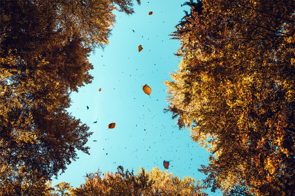 Leaves falling leaves in the sky; fall doesn't just contribute to beautiful landscapes but also allergies, find out what allergens are present when the leaves start falling.