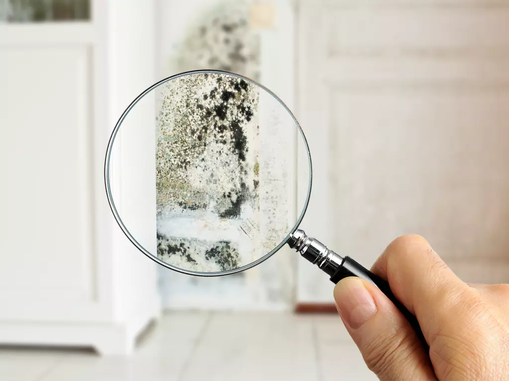 Magnified view of mold on a wall