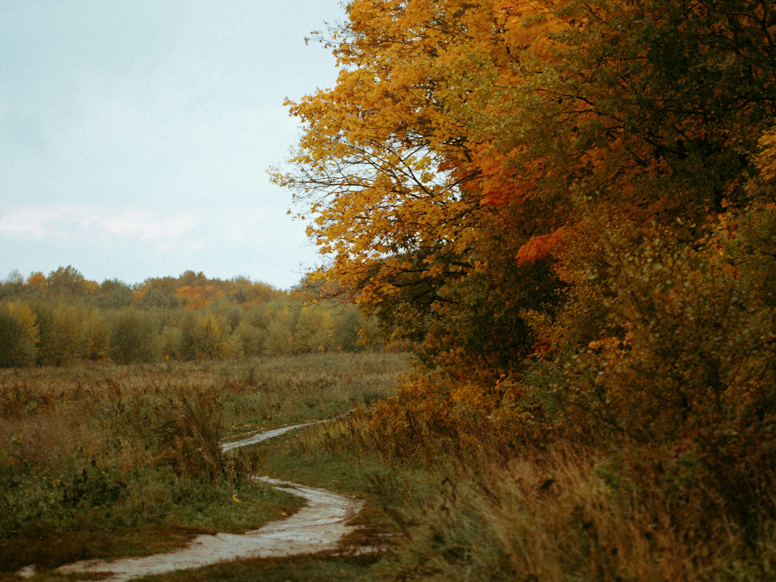 Advanced Air & Surface Purification Technology Blog - ActivePure Technology Image of a trail in the beginning of fall.